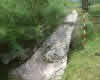Sel Viejo