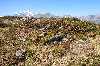 Cires 10